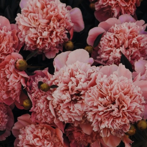 ANTI-PARASITE STAR, odrobaczanie, odgrzybianie i usuwanie toksyn, 60 kapsułek Starlife