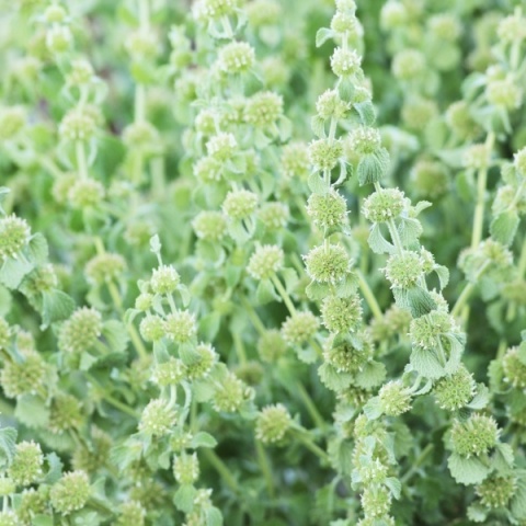 RESPIRAL STAR, zdrowe drogi oddechowe, 60 kapsułek