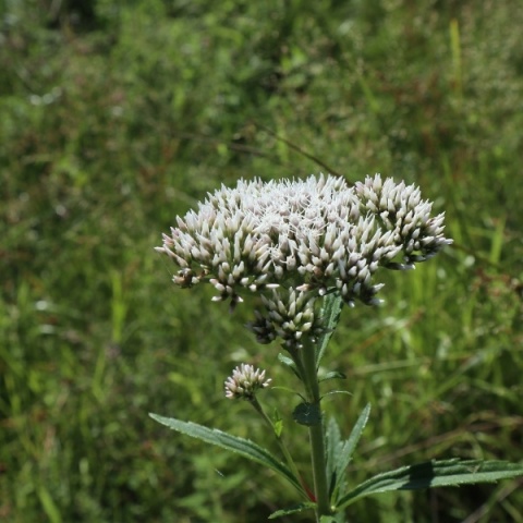 RESPIRAL STAR, zdrowe drogi oddechowe, 60 kapsułek