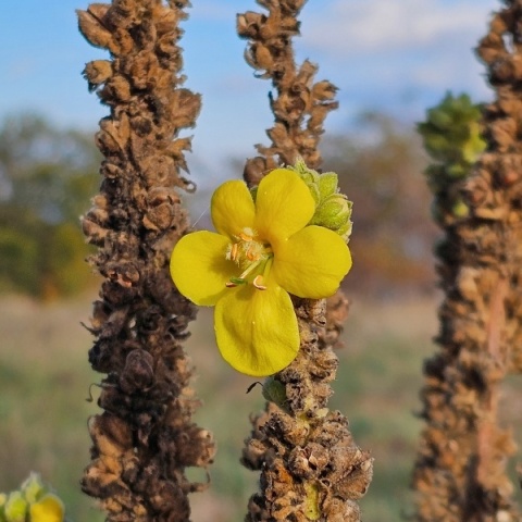 RESPIRAL STAR, zdrowe drogi oddechowe, 60 kapsułek