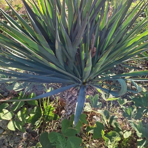 YUCCA STAR, oczyszczanie organizmu, 60 kapsułek Starlife