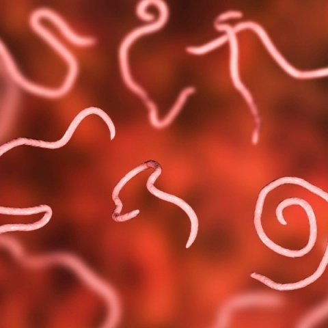 YUCCA STAR, oczyszczanie organizmu, 60 kapsułek Starlife