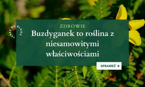 Testosteron, odporność, energia – czy buzdyganek to roślinne superfood?