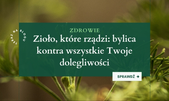 Bylica pospolita (Artemisia vulgaris) – działanie