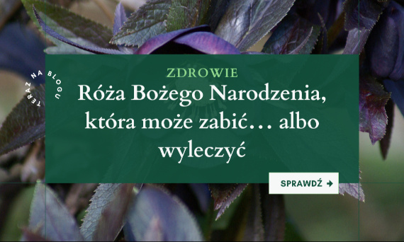 Ciemierzyca – trujący i leczący król ziół, którego nadal nie znasz.