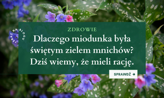 Dlaczego miodunka była świętym zielem mnichów? Dziś wiemy, że mieli rację.